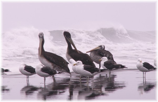 ... Pelikane am Pazifikstrand