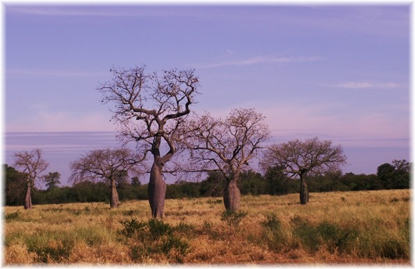 ... Flaschenbäume, typischer Baumwuchs entlang des Trans-Chaco