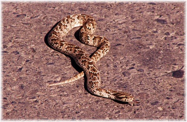 ... Schlangen sieht man häufig auf der Trans-Chaco-Route