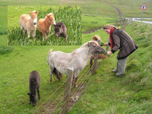 ...Shetlandinseln, da wa die weltberuehmten Ponies herkommen