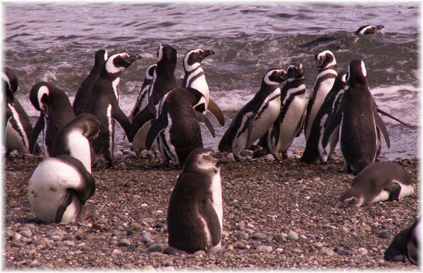  ... Magellan-Pinguiene